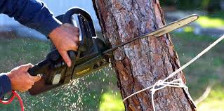 Best Tree Removal Services  in Bloomfield Hills, MI